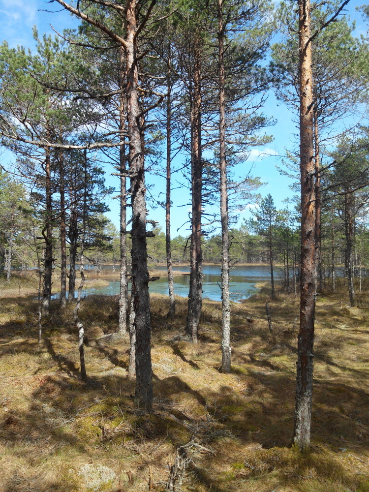In Estland ist die Natur vielerorts direkt vor der Haustür