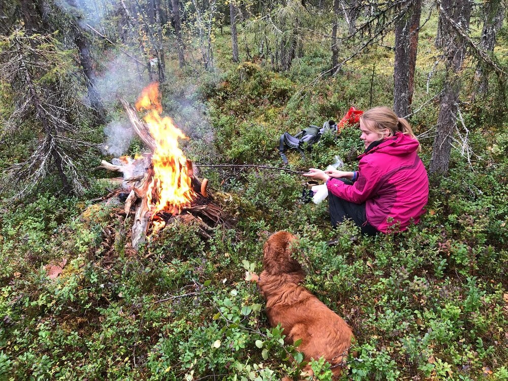 Beim Blaubeeren sammeln mit unseren Hunden