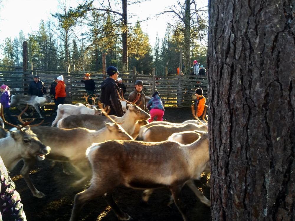Poroerotus, eine traditionelle Arbeit der Rentier-Männer