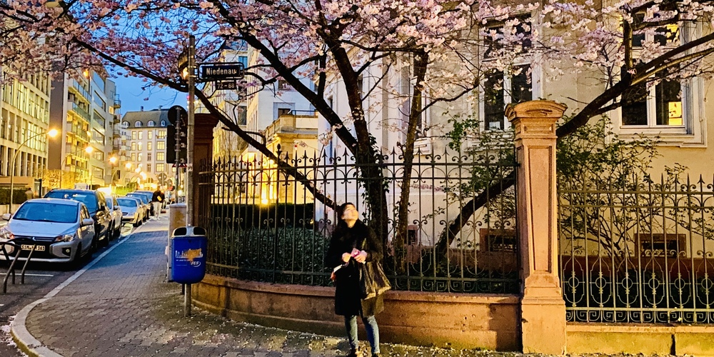 Kirschblütenzauber in Deutschland