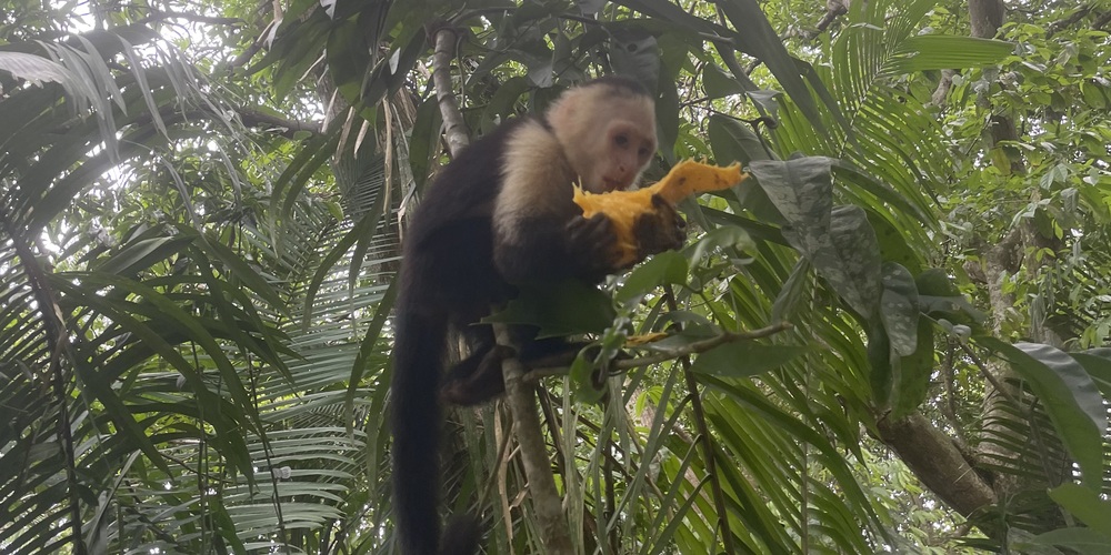 Affen beobachten in Quepos