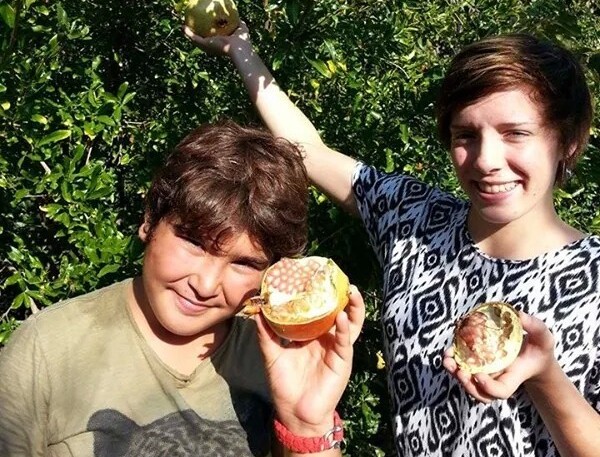 Granatäpfel wachsen in vielen Regionen der Türkei